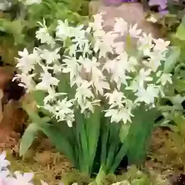 Siberica Alba